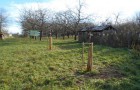 5N: Obstbaum-Pflanzaktion