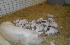 6N: Nutztierzucht und Frauenklinik