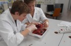5N - Herzsektion