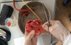 Sektion Schweinelunge 5N