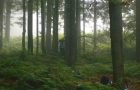 2. Klassen: Waldtag
