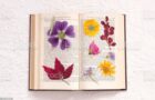 pressed flowers in an old book (Goethe, public domain)