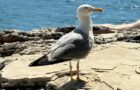 Meeresbiologische Woche in Pula